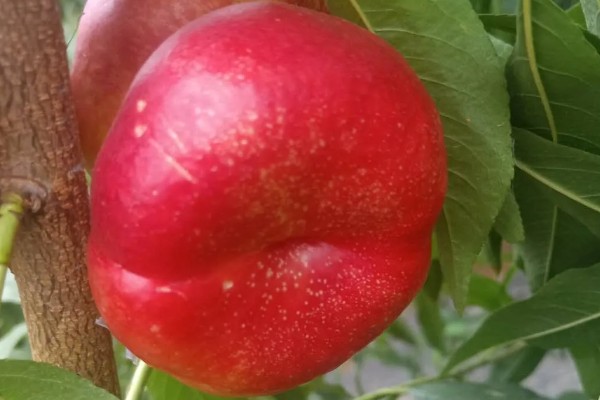 中油蟠七号桃品种的特征特性，单果重量可为220克