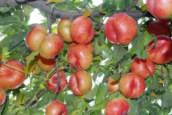 中油蟠七号桃品种的特征特性，单果重量可为220克