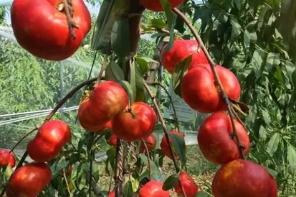 中油蟠七号桃品种的特征特性，单果重量可为220克