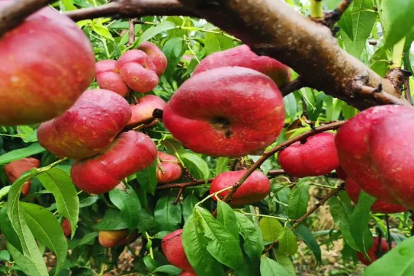 中油蟠七号桃品种的特征特性，单果重量可为220克