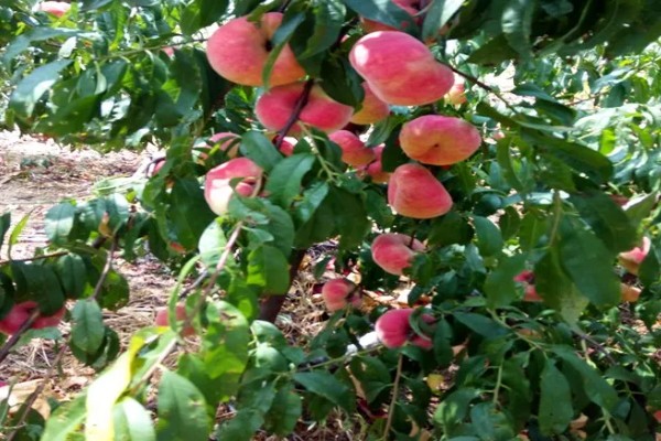 中油蟠七号桃品种的特征特性，单果重量可为220克