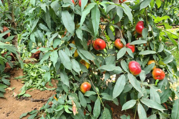 中油蟠七号桃品种的特征特性，单果重量可为220克