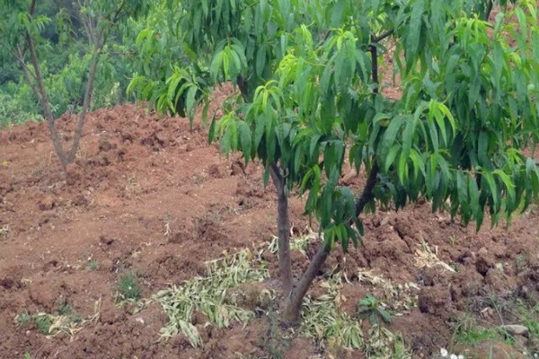 中油蟠七号桃品种的特征特性，单果重量可为220克