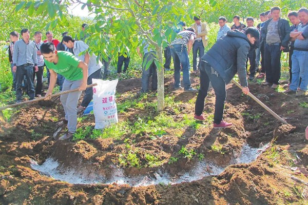果树秋施基肥的好处，有利于花芽分化
