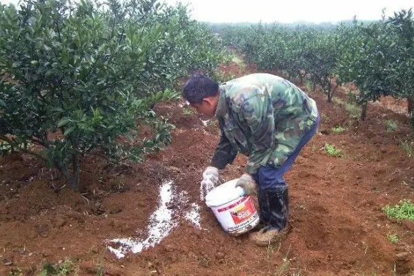 果树秋施基肥的好处，有利于花芽分化