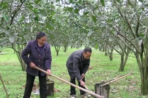 果树秋施基肥的好处，有利于花芽分化