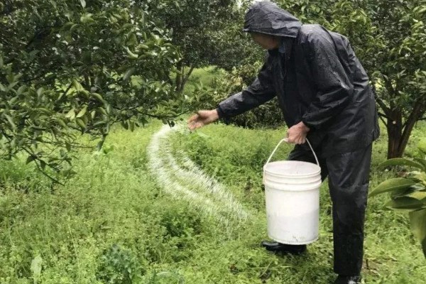 果树秋施基肥的好处，有利于花芽分化
