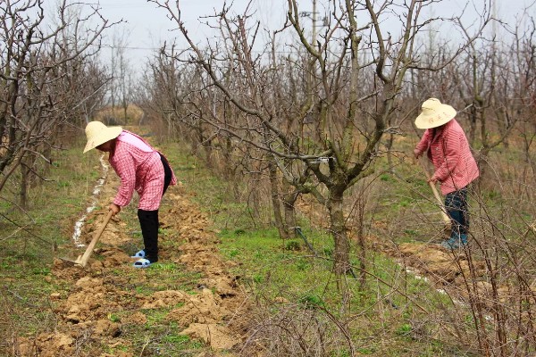 果树秋施基肥的好处，有利于花芽分化