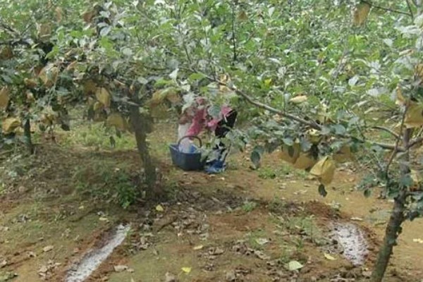 果树秋施基肥的好处，有利于花芽分化