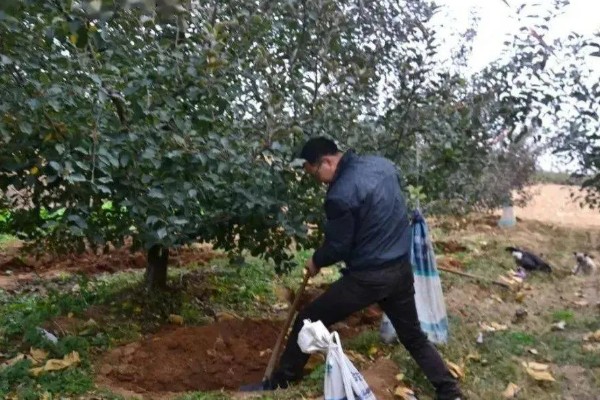 果树秋施基肥的好处，有利于花芽分化