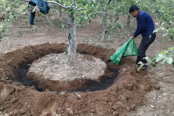 果树秋施基肥的好处，有利于花芽分化
