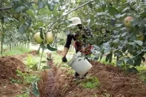 果树秋施基肥的好处，有利于花芽分化