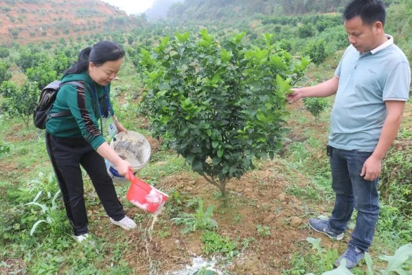 果树秋施基肥的好处，有利于花芽分化