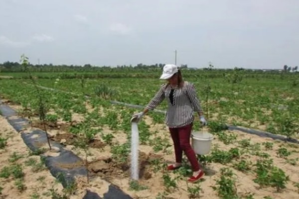 果树秋施基肥的好处，有利于花芽分化
