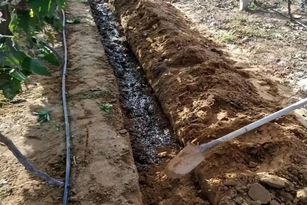 果树秋施基肥的好处，有利于花芽分化