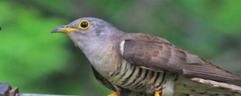 布谷鸟的寓意是什么，有着凄凉哀伤的含义