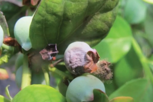 蓝莓灰霉病怎么防治，适时喷施有机钙肥和维生素C可增强抗病能力