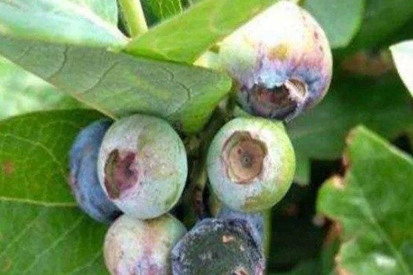 蓝莓灰霉病怎么防治，适时喷施有机钙肥和维生素C可增强抗病能力