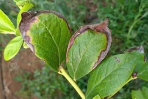 蓝莓灰霉病怎么防治，适时喷施有机钙肥和维生素C可增强抗病能力