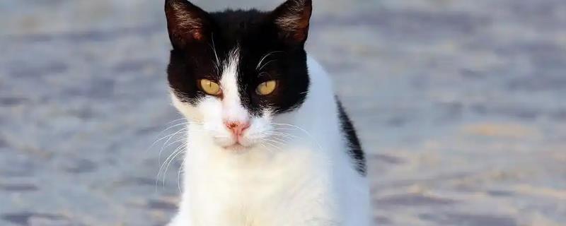 猫咪为什么会患上猫癣，可能是身体免疫力下降所致