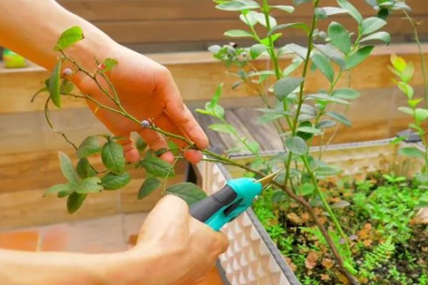 蓝莓灰霉病怎么防治，适时喷施有机钙肥和维生素C可增强抗病能力