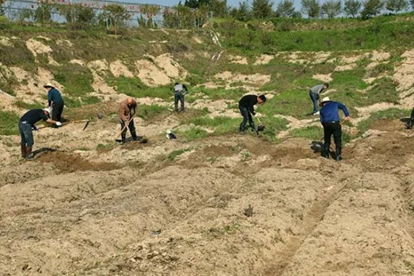 蓝莓灰霉病怎么防治，适时喷施有机钙肥和维生素C可增强抗病能力