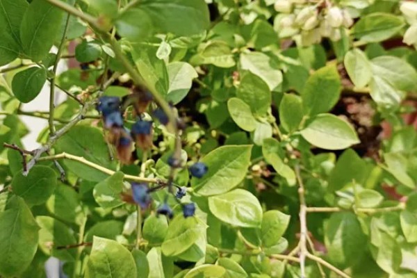 蓝莓灰霉病怎么防治，适时喷施有机钙肥和维生素C可增强抗病能力
