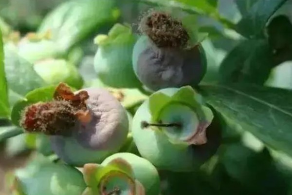 蓝莓灰霉病怎么防治，适时喷施有机钙肥和维生素C可增强抗病能力