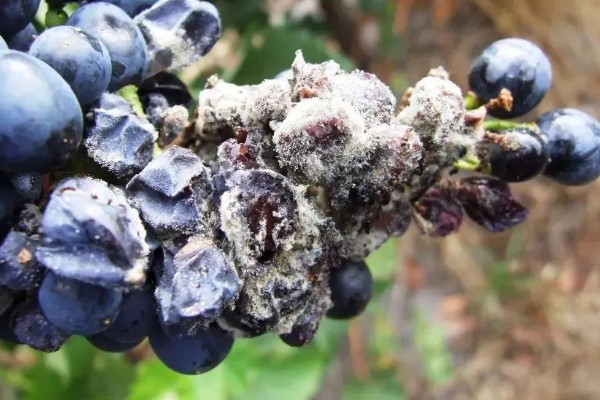 蓝莓灰霉病怎么防治，适时喷施有机钙肥和维生素C可增强抗病能力