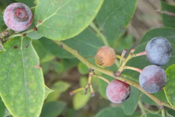 蓝莓灰霉病怎么防治，适时喷施有机钙肥和维生素C可增强抗病能力