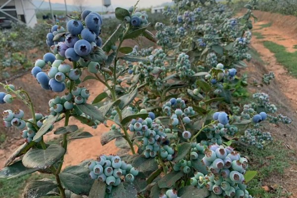 蓝莓灰霉病怎么防治，适时喷施有机钙肥和维生素C可增强抗病能力