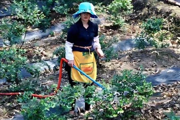 蓝莓灰霉病怎么防治，适时喷施有机钙肥和维生素C可增强抗病能力
