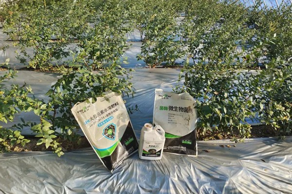 蓝莓灰霉病怎么防治，适时喷施有机钙肥和维生素C可增强抗病能力