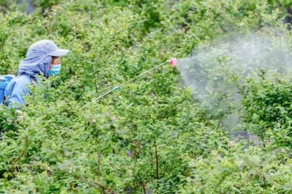 蓝莓灰霉病怎么防治，适时喷施有机钙肥和维生素C可增强抗病能力