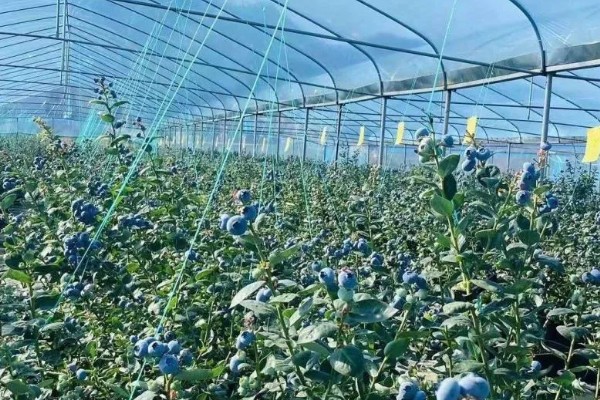 蓝莓灰霉病怎么防治，适时喷施有机钙肥和维生素C可增强抗病能力