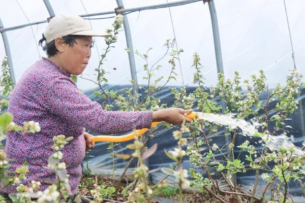 蓝莓灰霉病怎么防治，适时喷施有机钙肥和维生素C可增强抗病能力