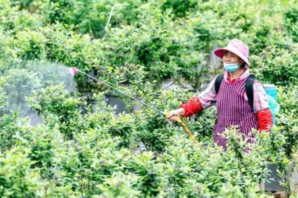 蓝莓灰霉病怎么防治，适时喷施有机钙肥和维生素C可增强抗病能力