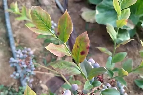 蓝莓灰霉病怎么防治，适时喷施有机钙肥和维生素C可增强抗病能力