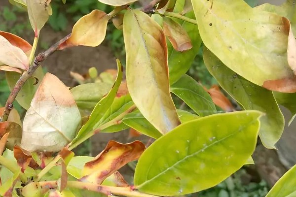 蓝莓灰霉病怎么防治，适时喷施有机钙肥和维生素C可增强抗病能力