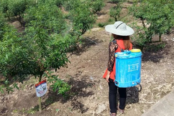 蓝莓灰霉病怎么防治，适时喷施有机钙肥和维生素C可增强抗病能力