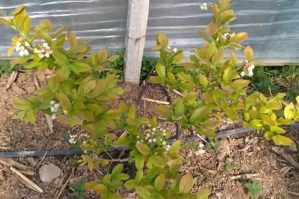 蓝莓灰霉病怎么防治，适时喷施有机钙肥和维生素C可增强抗病能力