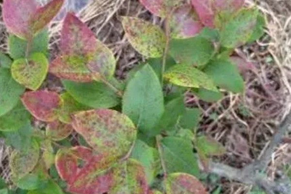 蓝莓灰霉病怎么防治，适时喷施有机钙肥和维生素C可增强抗病能力