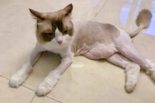 猫咪为什么会患上猫癣，可能是身体免疫力下降所致
