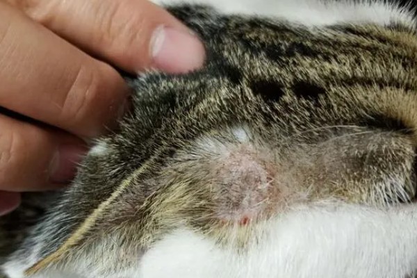 猫咪为什么会患上猫癣，可能是身体免疫力下降所致