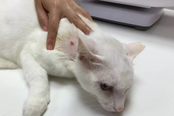 猫咪为什么会患上猫癣，可能是身体免疫力下降所致