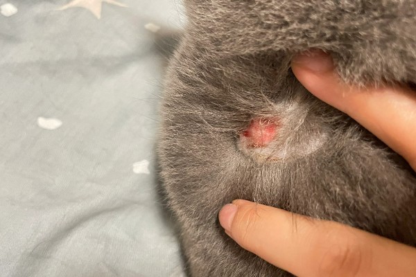 猫咪为什么会患上猫癣，可能是身体免疫力下降所致