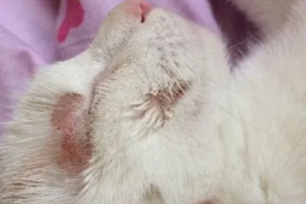猫咪为什么会患上猫癣，可能是身体免疫力下降所致