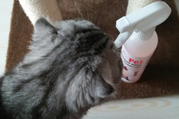 猫咪为什么会患上猫癣，可能是身体免疫力下降所致