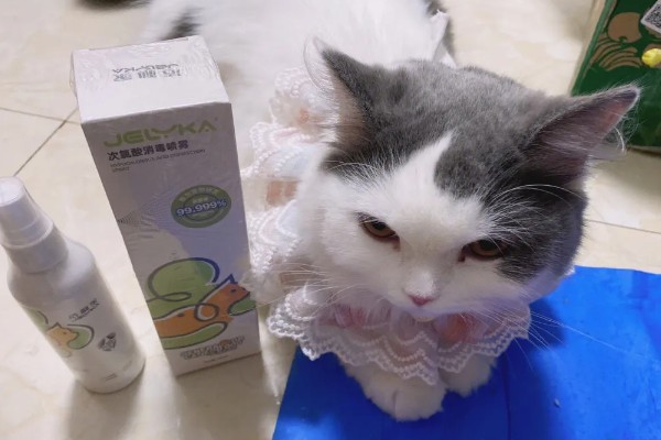 猫咪为什么会患上猫癣，可能是身体免疫力下降所致