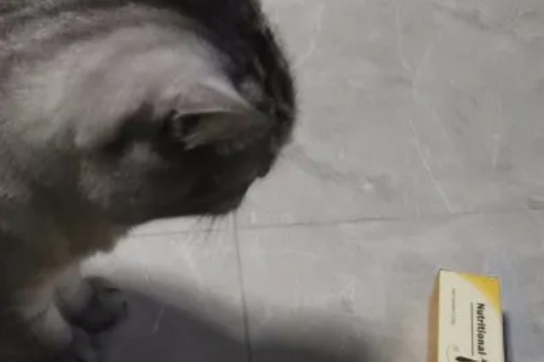猫咪为什么会患上猫癣，可能是身体免疫力下降所致